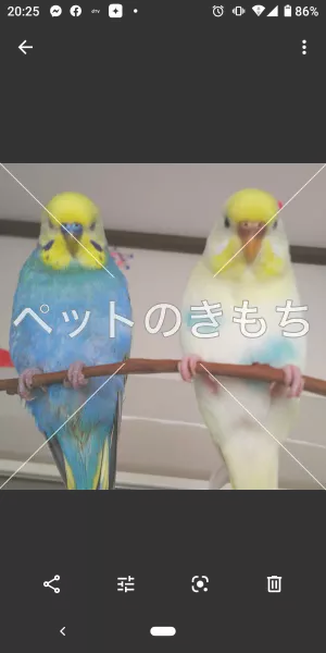 迷子鳥の画像