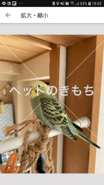 迷子鳥の画像