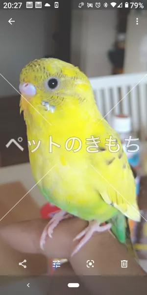 迷子鳥の画像
