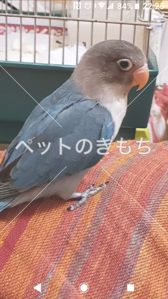 迷子鳥の画像