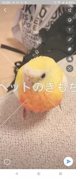 迷子鳥の画像