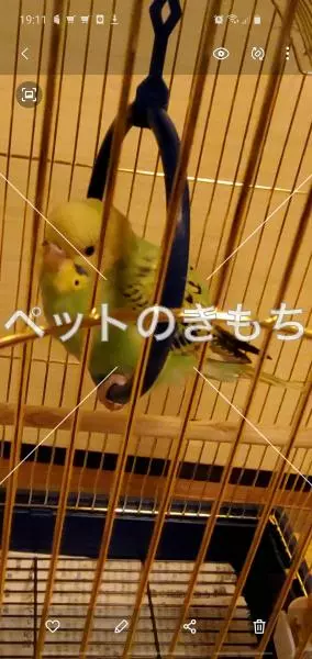 保護鳥の画像
