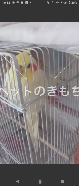 コメント投稿の画像