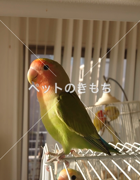 迷子鳥の画像