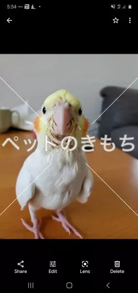 迷子鳥の画像