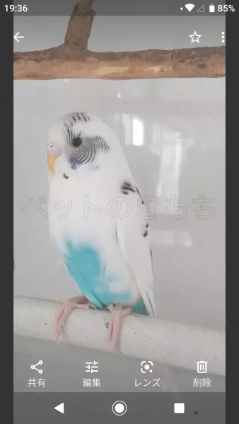 迷子鳥の画像
