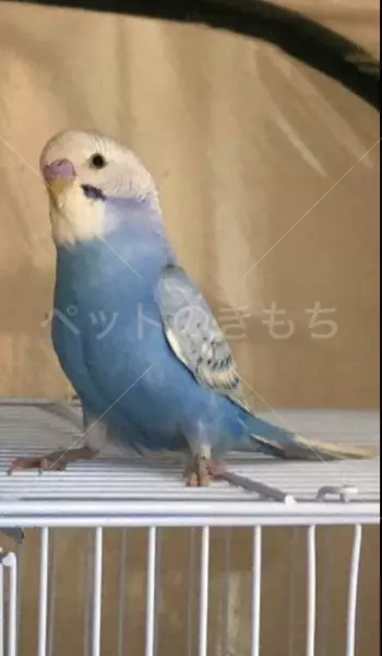 迷子鳥の画像