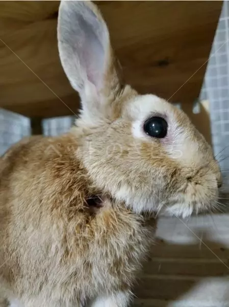 迷子ペットの画像