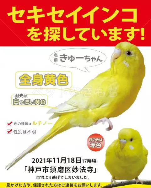 迷子鳥の画像