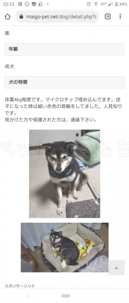 迷子犬の画像