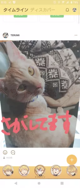 迷子猫の画像