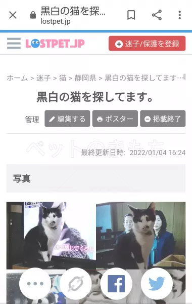 迷子猫の画像