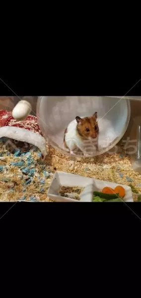 迷子ペットの画像