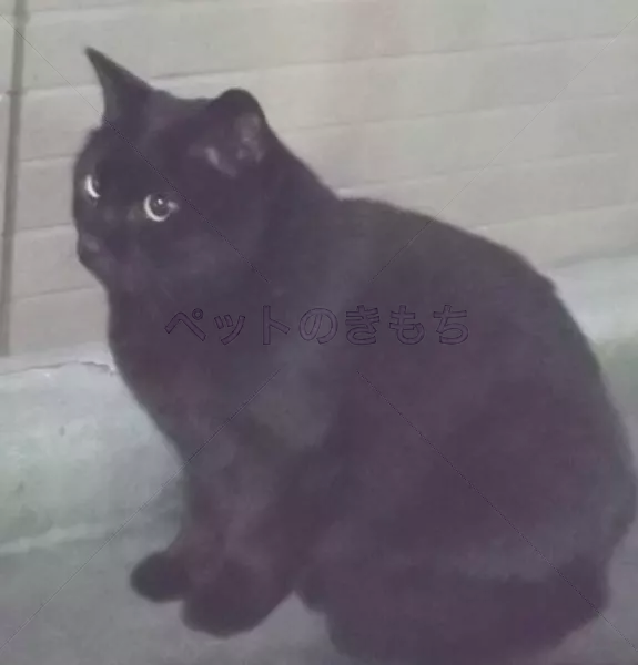 迷子猫の画像