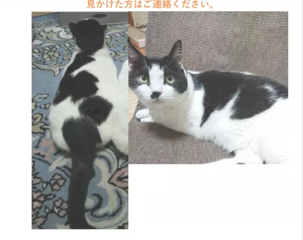 迷子猫の画像