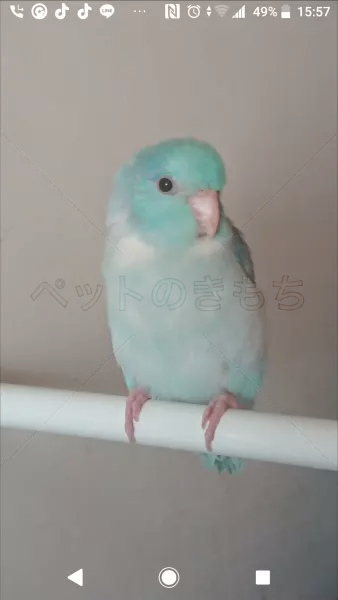 迷子鳥の画像