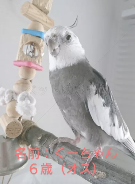 迷子鳥の画像