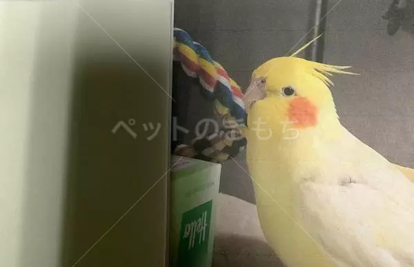 迷子鳥の画像