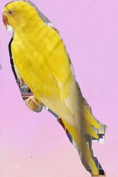 コメントの画像