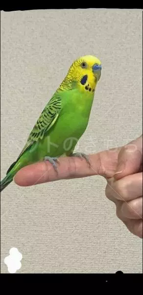 迷子鳥の画像