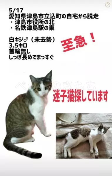 迷子猫の画像