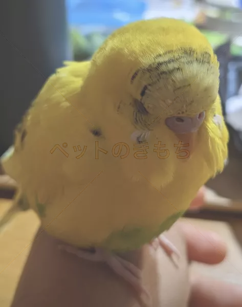 迷子鳥の画像