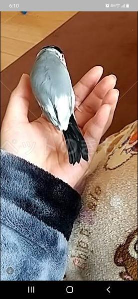 富士宮 ストア ペット 鳥