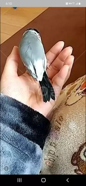 迷子鳥の画像