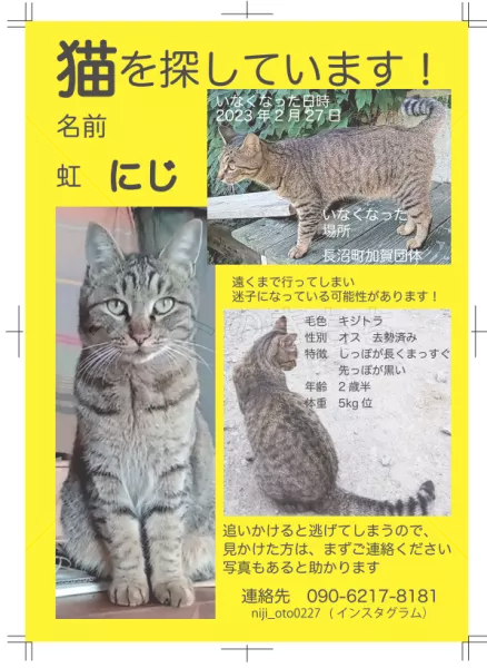 迷子猫の画像