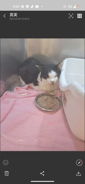 保護猫の画像