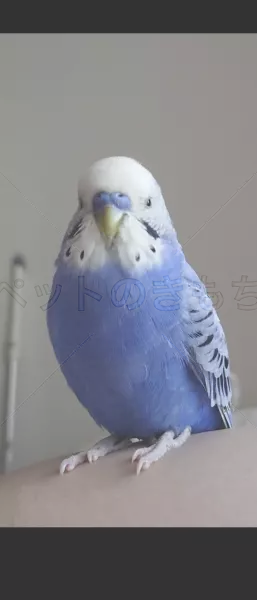 迷子鳥の画像