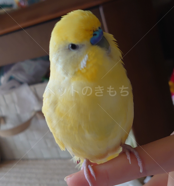 迷子鳥の画像