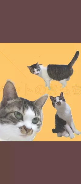 迷子猫の画像