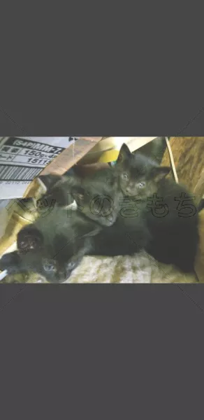 迷子猫の画像