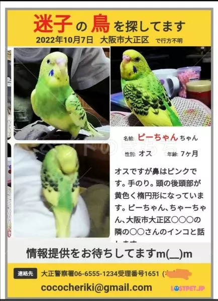 迷子鳥の画像