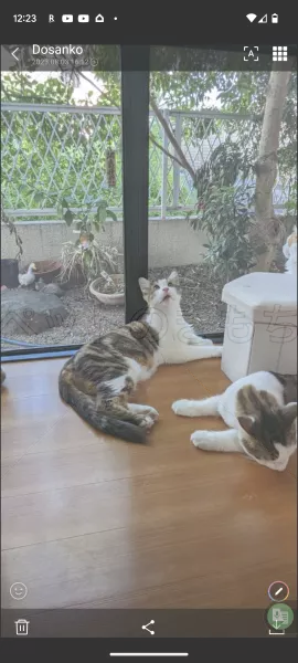 迷子猫の画像