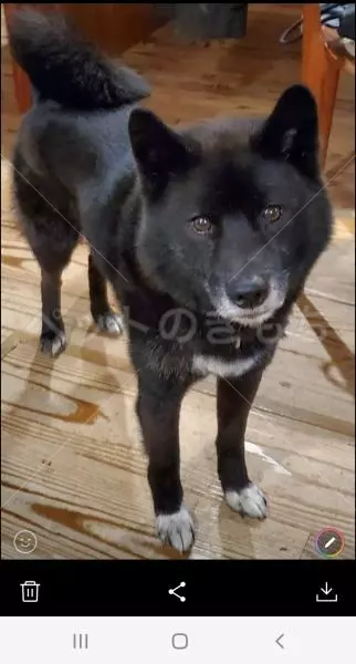 迷子犬の画像