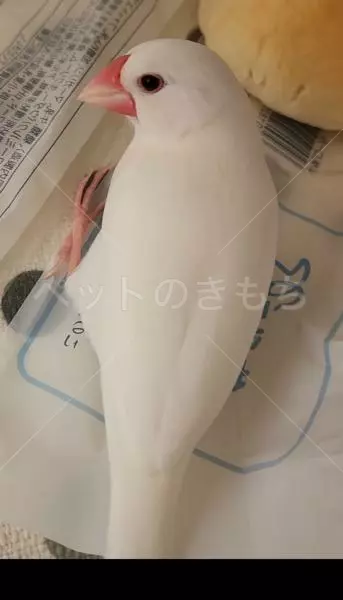 迷子鳥の画像