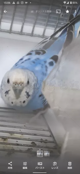 コメントの画像