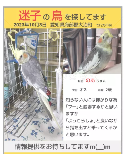 迷子鳥の画像