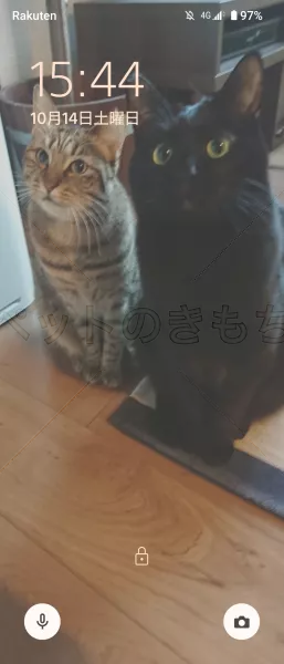 迷子猫の画像