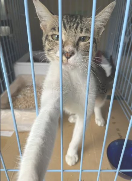 保護猫の画像