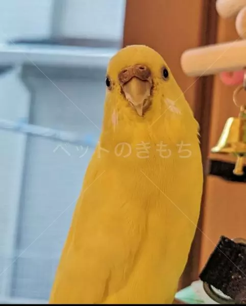 迷子鳥の画像