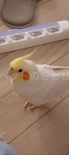 迷子鳥の画像