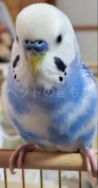 迷子鳥の画像