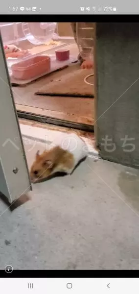 コメントの画像