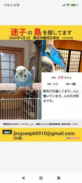 迷子鳥の画像