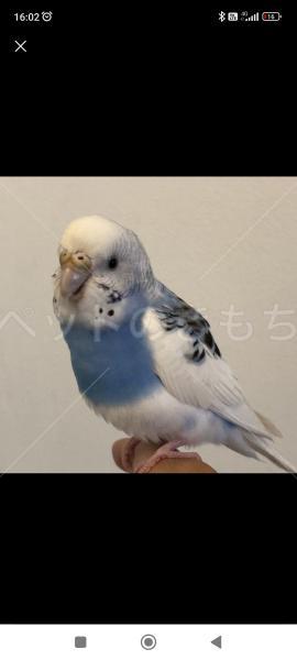 迷子鳥の画像