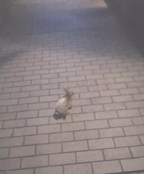 保護ペットの画像