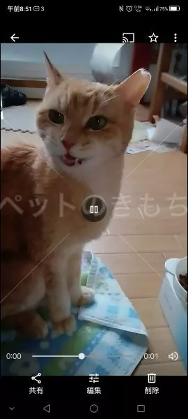 迷子猫の画像